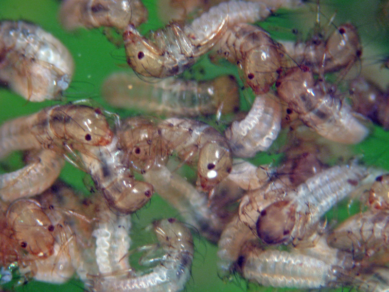 Larve di tricottero Limnephilidae nel sottobosco